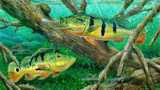 Peacock bass fishing on canvas Wallpaper Hd 1920x1080.