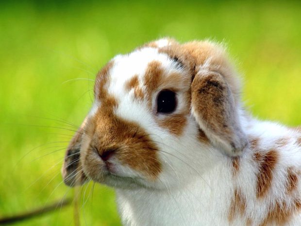 Photo of Baby Bunny.