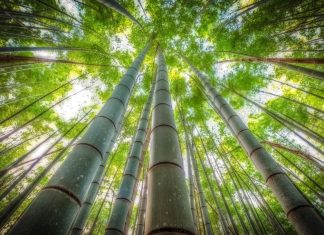 Photo of Bamboo Forest.