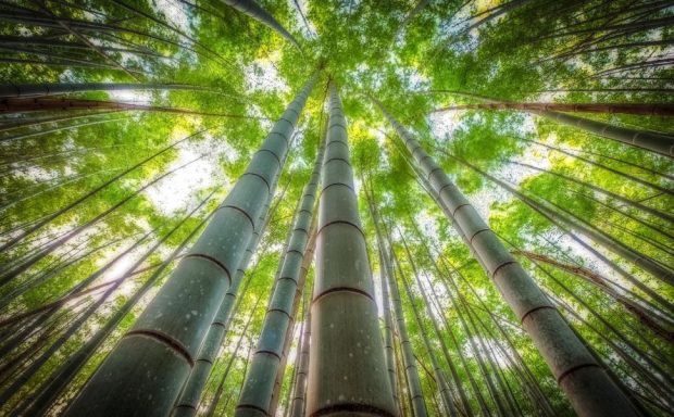 Photo of Bamboo Forest.