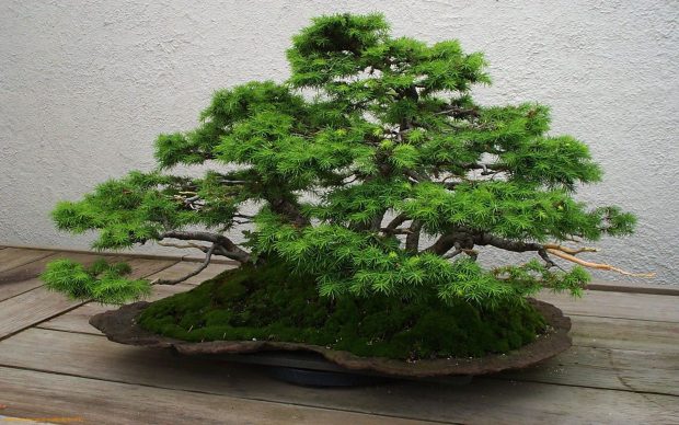 Photo of Bonsai Tree.