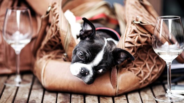 Photo of Boston Terrier.