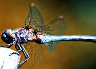 Photos Dragonfly Download HD.