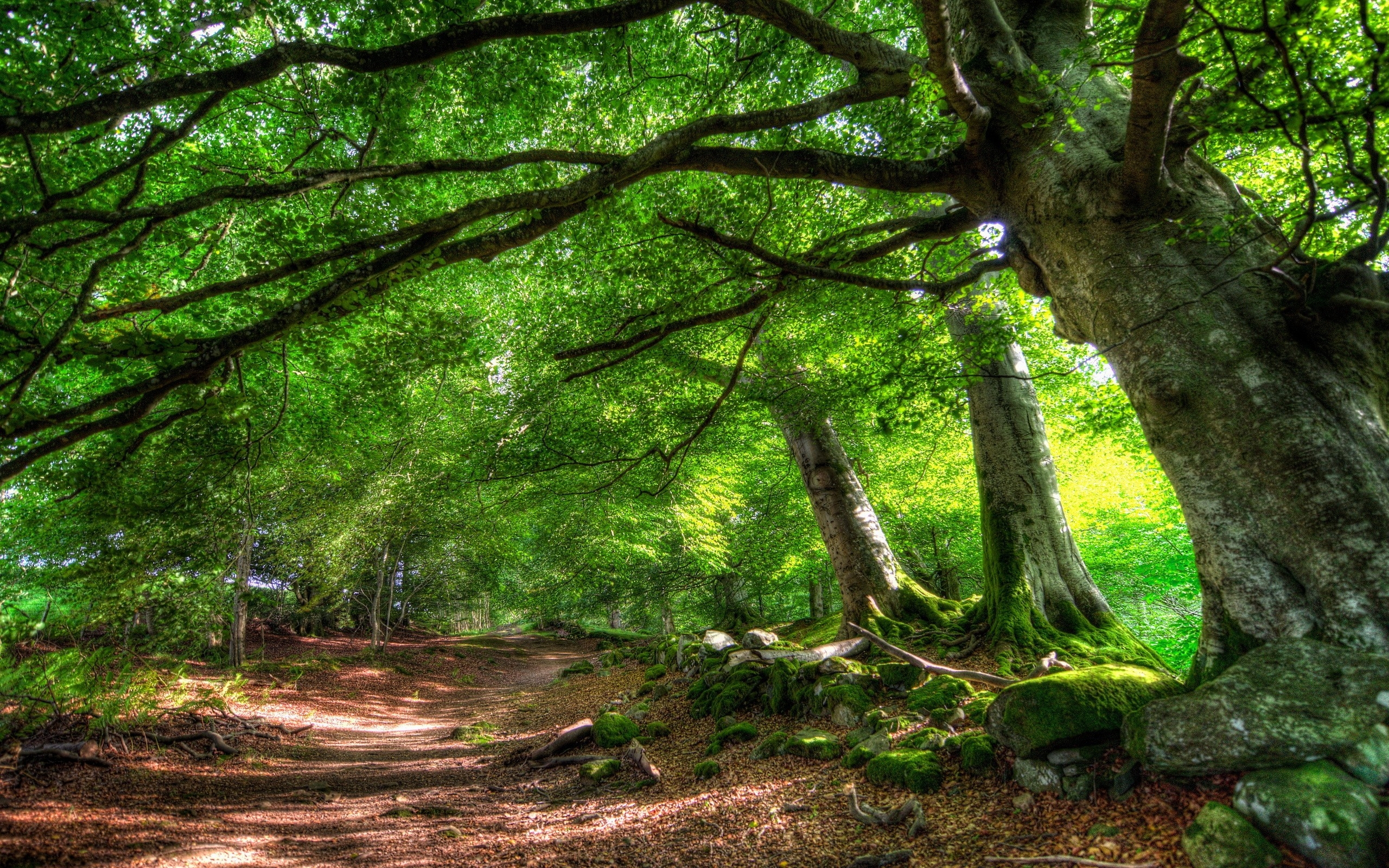 Forest Desktop Wallpaper Hd Pixelstalknet