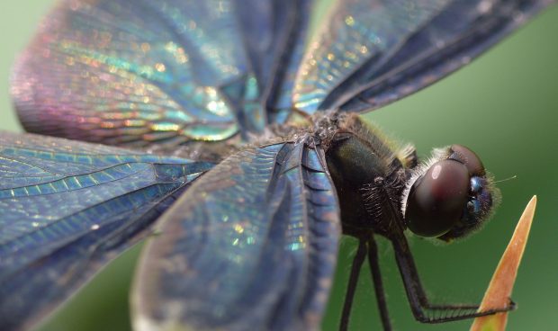 Photos dragonfly blue wings macro.