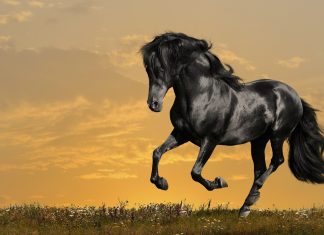 Picture of Arabian Horse.