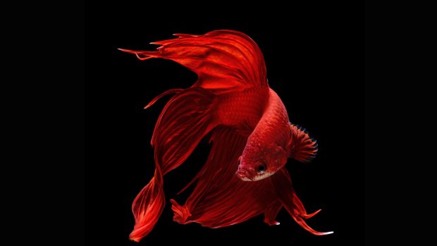 Pictures Betta Fish Download.
