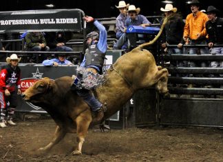 Pictures Bull Riding HD.