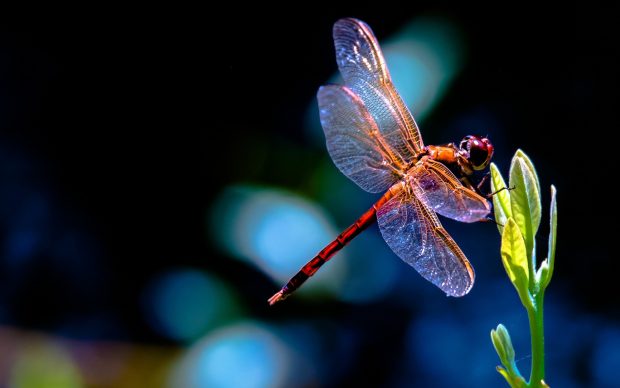 Pictures Dragonfly Download Free.