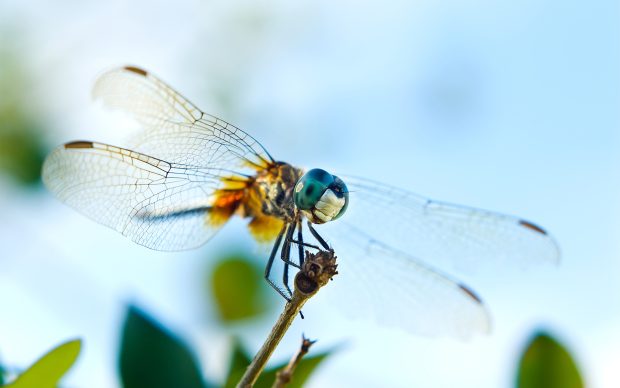 Pictures Dragonfly Free HD.