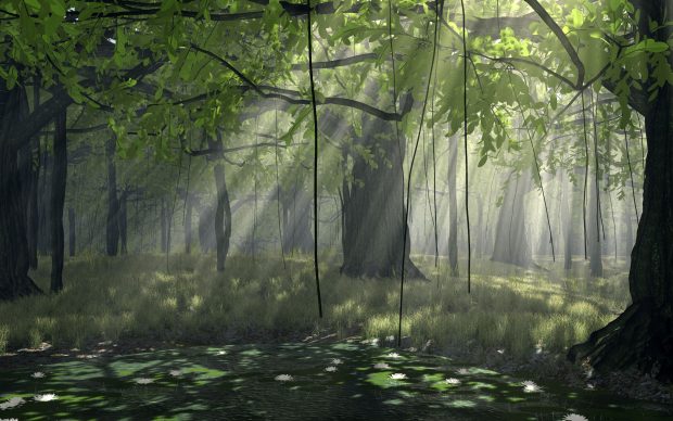 Pictures Forest Desktop HD.