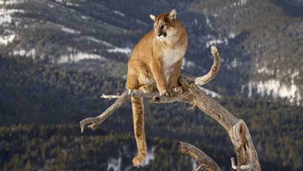 Pictures Free Cougar HD.
