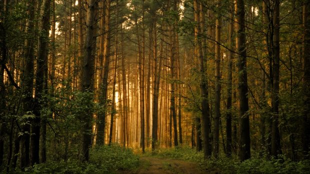 Pictures HD Forest Download.