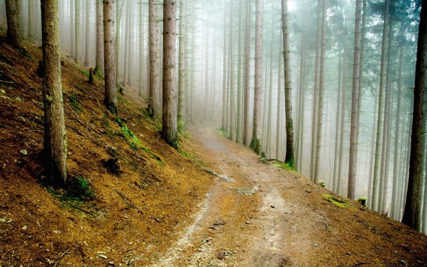 Pine Forest Wallpaper HD Desktop.