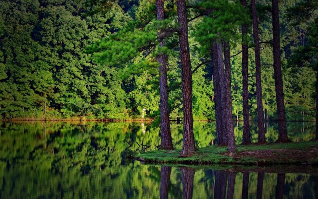 Pine Tree Forest HD Desktop Wallpapers.