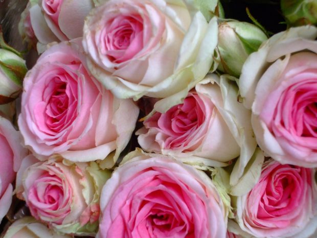 Pink rose bouquet.