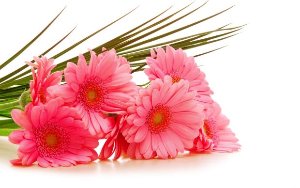 Pink sunflowers nice HD wallpapers.