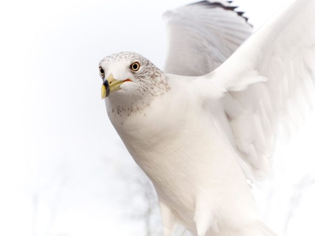 Pure White Dove Image.