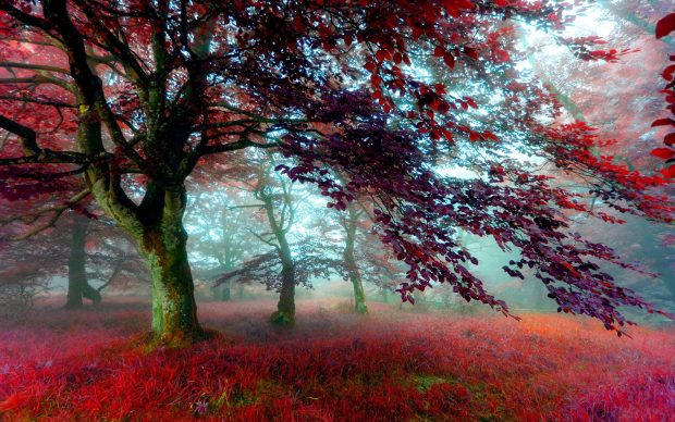 Red Effect Autumn Forest Image.