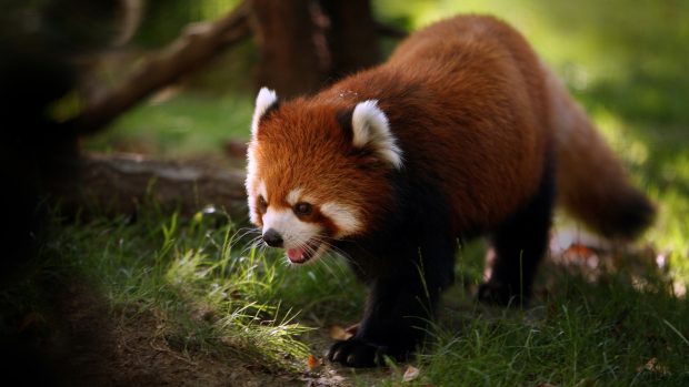 Red Panda Animal World HD Wallpaper.