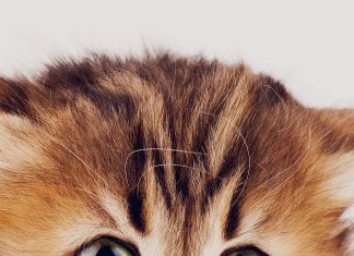Sad Kitten Cat Animal Nature Cute iphone 7 wallpapers.