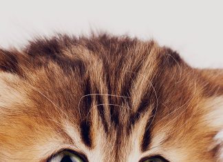 Sad Kitten Cat Animal Nature Cute iphone wallpaper.