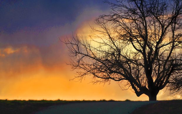 Sky tree dramatic mac wallpaper desktop hd.