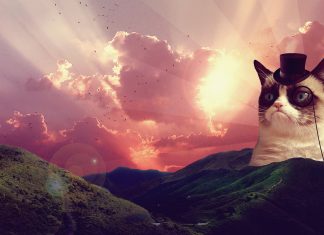 Space laser cat photo wallpapers.