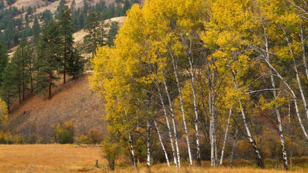 Grove of Aspen trees in Autumn, Okonagan Mountains, Washington, United States