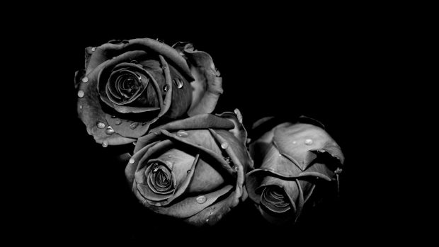 Wallpaper black damask grey roses.