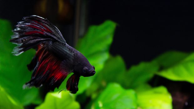 Wallpapers Betta Fish Download.