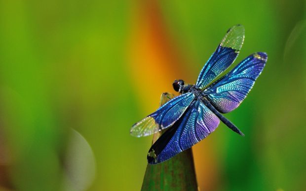 Wallpapers Dragonfly HD.