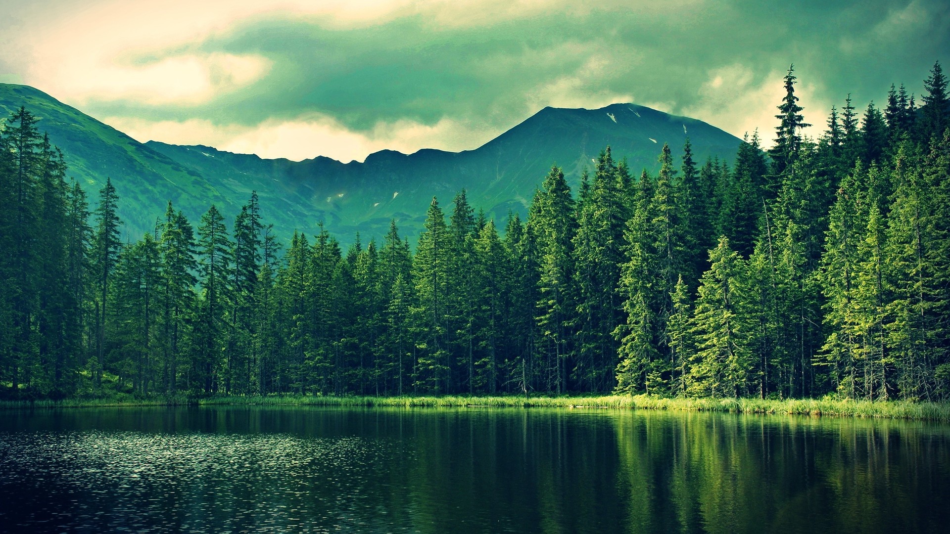 Pine Forest Hd Wallpaper For Mac