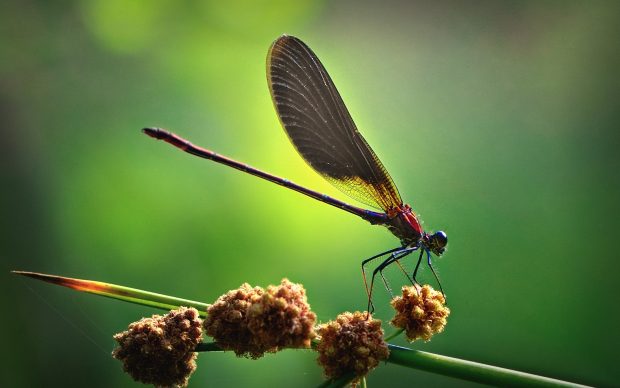 Wallpapers soccer insects pozadia wallper strana cool tapety images dragonflies fresh fullscreen.