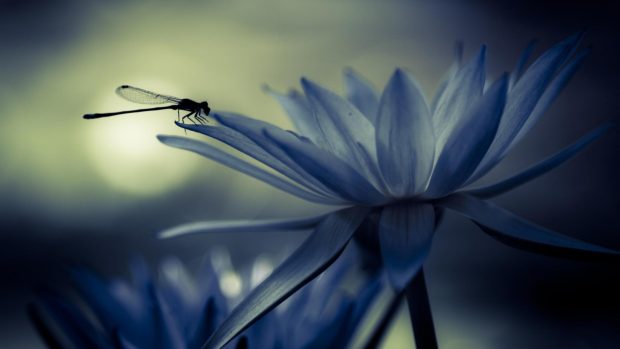 Water lily dragonfly insect 3840x2160 wallpaper.