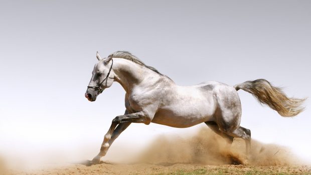White Arabian Horse Photo.
