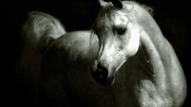 White Arabian Horse Wallpaper HD.