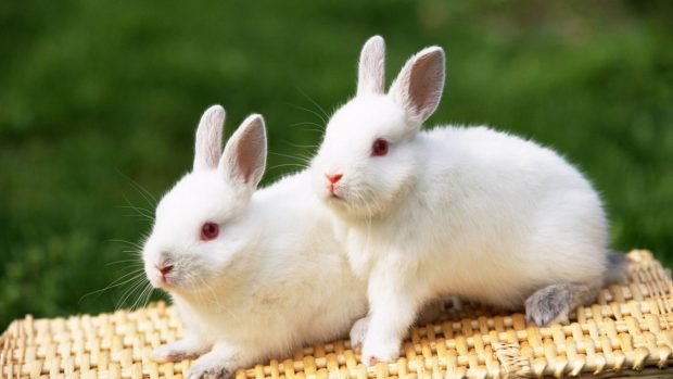 White Baby Bunny Wallpaper Full HD.