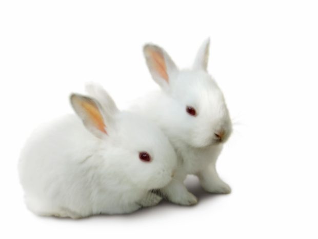 White Lovely Baby Bunny 1600x1200 Hi Res.