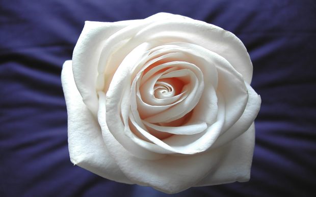 White Rose Wallpapers Picture.