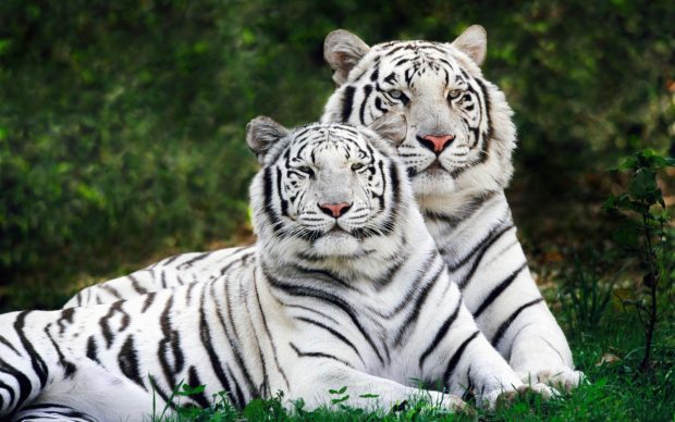 White Tiger Animal World Wallpaper.