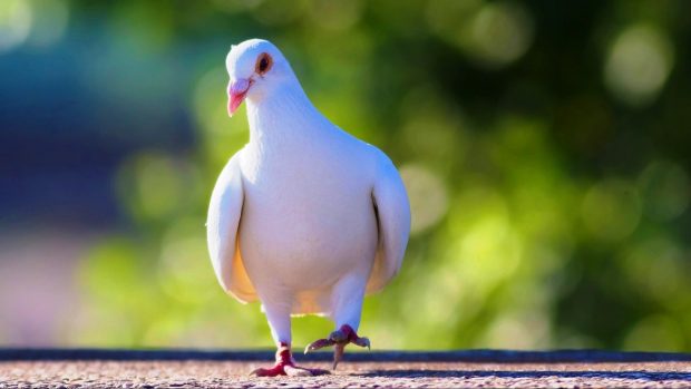 White bird pigeon dove wallpaper download.