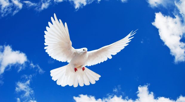 White dove wallpaper 1920x1080.