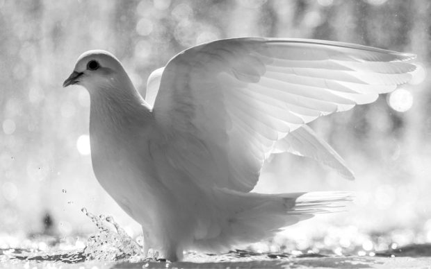 White dove wallpaper hd.