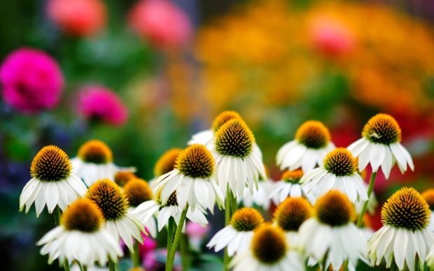 White flowers wide nice wallpapers.