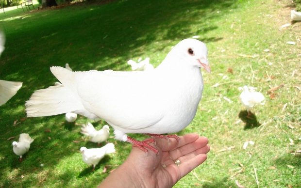 White lovely dove pictures 1920x1200.