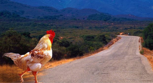 Why Did the Chicken Cross the Road.