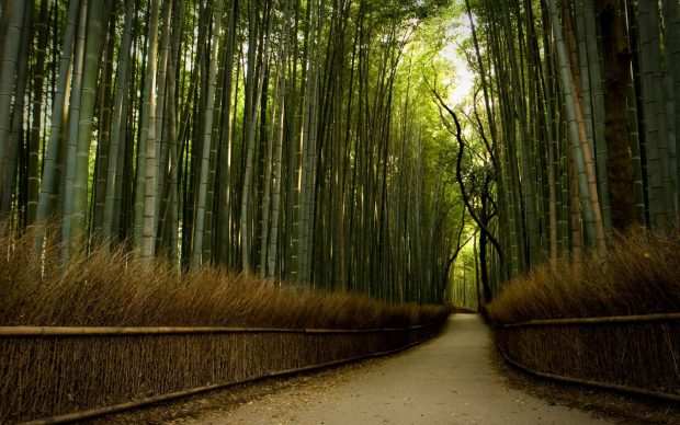 Wide Bamboo Forest Background.