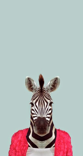 Zebra Funny Animal Portrait iPhone HD Wallpaper .