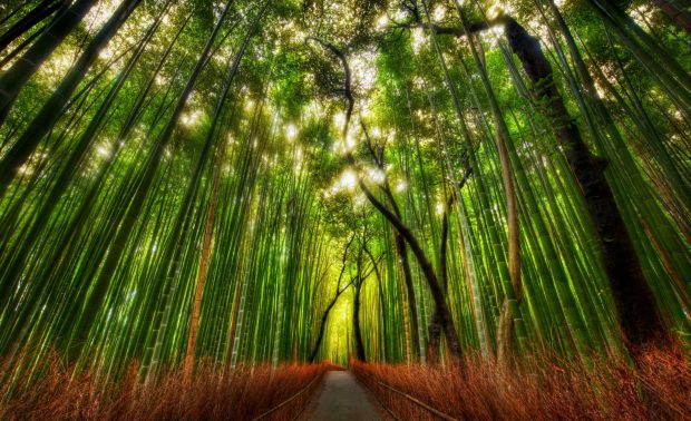 bamboo forest wallpaper 1920x1200.